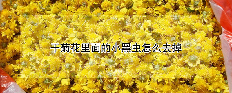 干菊花里面的小黑虫怎么去掉（干菊花里的小黑虫子）