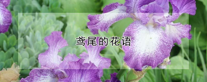 鸢尾的花语 向日葵的花语