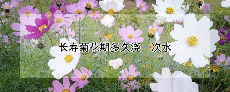 长寿菊花期多久浇一次水（万寿菊多长时间浇一次水）