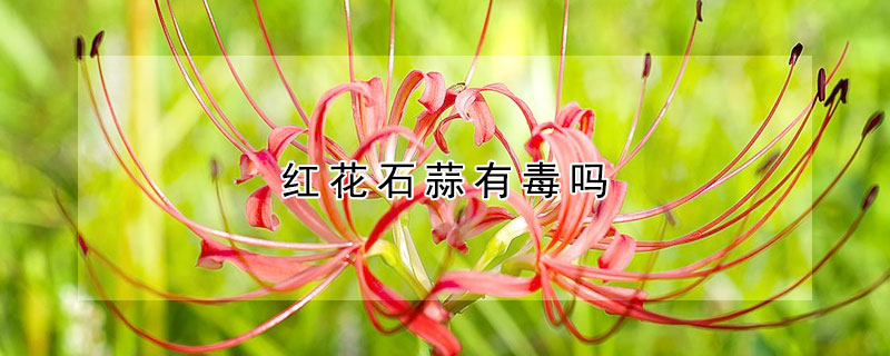 红花石蒜有毒吗（红花石蒜有毒吗,对人有伤害吗）