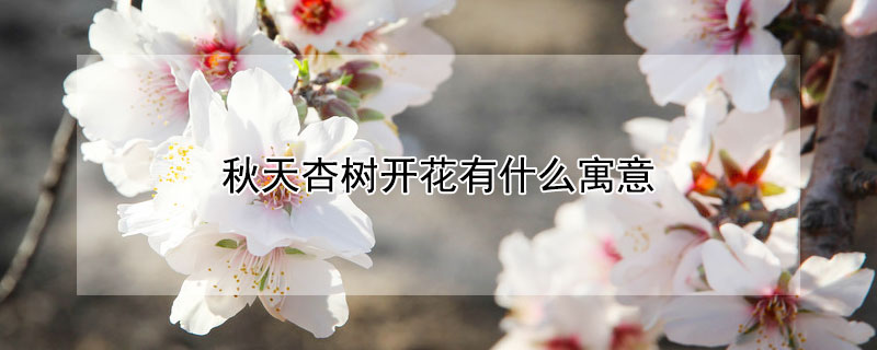 秋天杏树开花有什么寓意（杏树秋天开花是怎么回事）