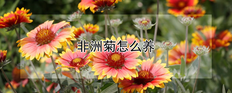 非洲菊怎么养（非洲菊怎么养在水中）