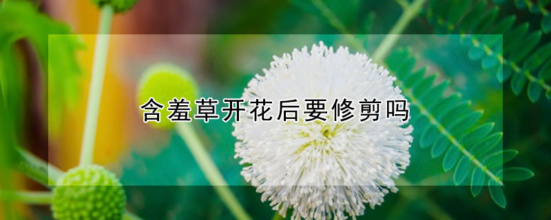 含羞草开花后要修剪吗