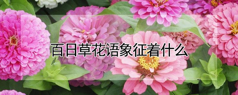 百日草花语象征着什么（百日草花的花语）