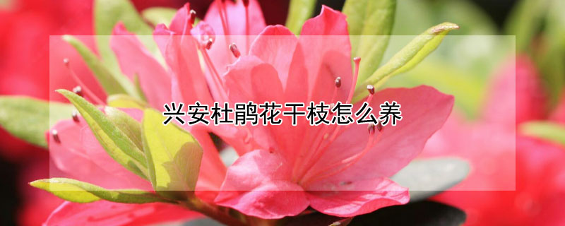 兴安杜鹃花干枝怎么养（兴安杜鹃怎么养殖）