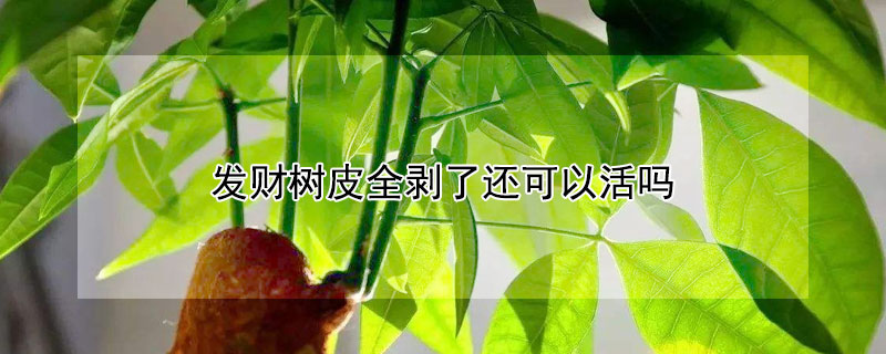 发财树皮全剥了还可以活吗 发财树剥皮了还能活吗