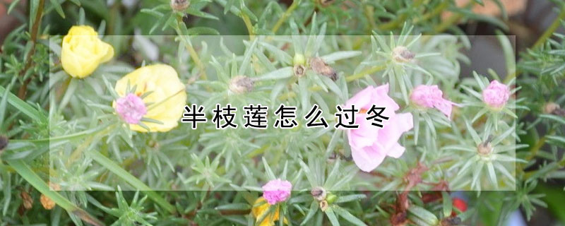 半枝莲怎么过冬（半枝莲种植时间和方法）