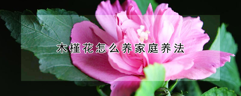 木槿花怎么养家庭养法（家庭盆栽木槿花怎么养）