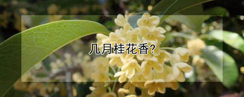 几月桂花香?（几月桂花香）