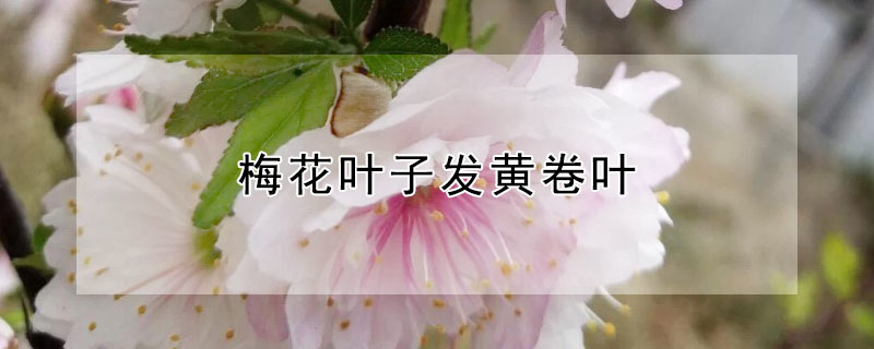 梅花叶子发黄卷叶 梅花叶片焦黄怎么办