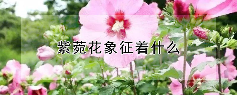 紫菀花象征着什么（紫菀花的寓意）