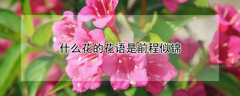 什么花的花语是前程似锦（什么花的花语是前程似锦的意思）