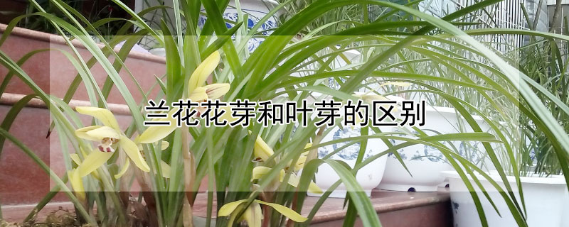 兰花花芽和叶芽的区别（兰花花芽和叶芽的区别图片）