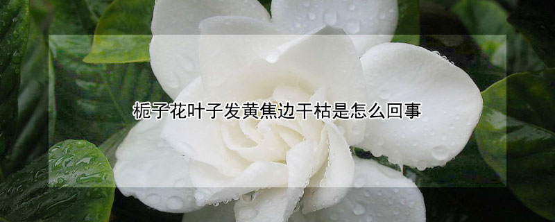 栀子花叶子发黄焦边干枯是怎么回事 栀子花的叶片发黄焦了