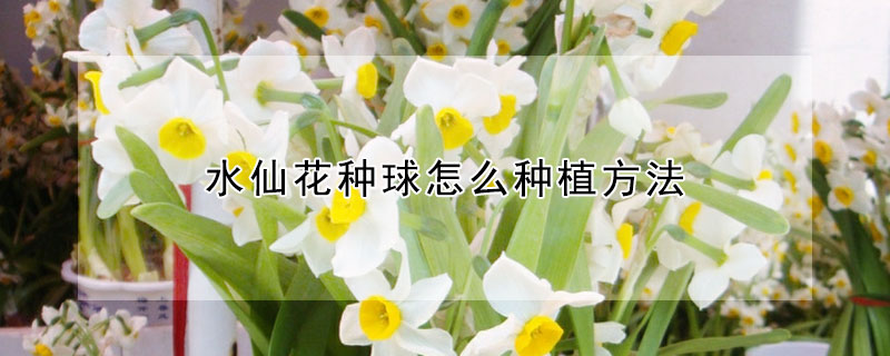 水仙花种球怎么种植方法（水仙花球茎怎么种植方法）