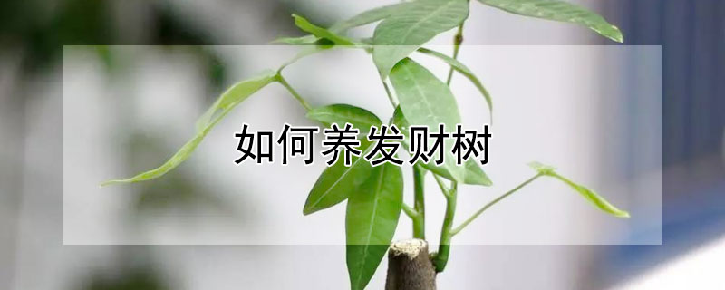 如何养发财树（如何养发财树小盆栽）