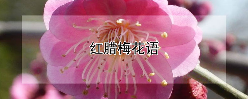 红腊梅花语（红腊梅花的寓意）