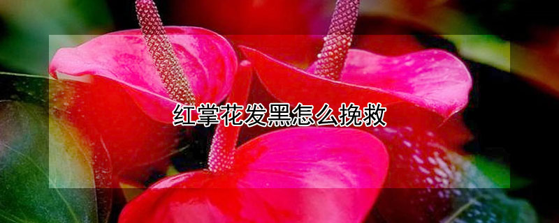 红掌花发黑怎么挽救（红掌花发黑怎么回事）