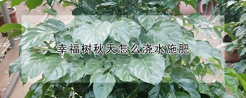 幸福树秋天怎么浇水施肥（幸福树冬天怎么浇水施肥）