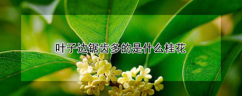 叶子边锯齿多的是什么桂花 叶片边缘有锯齿的桂花