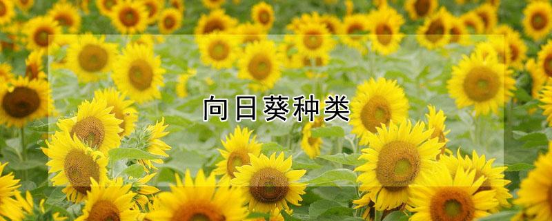 向日葵种类（向日葵种类大全）