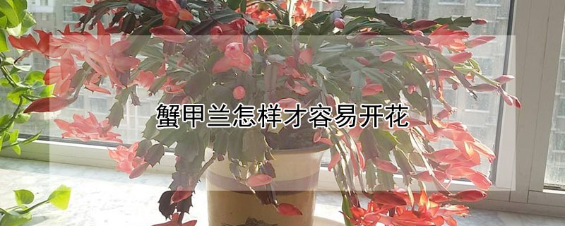 蟹甲兰怎样才容易开花 蟹甲兰开过花怎么办