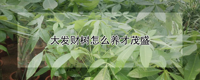 大发财树怎么养才茂盛（大棵发财树怎么养才茂盛）