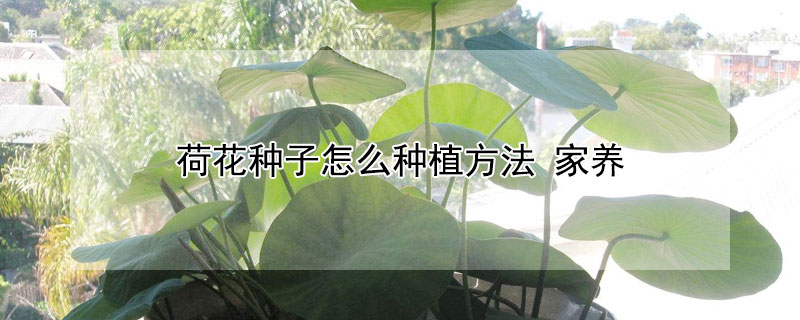 荷花种子怎么种植方法 荷花种子怎样种植方法