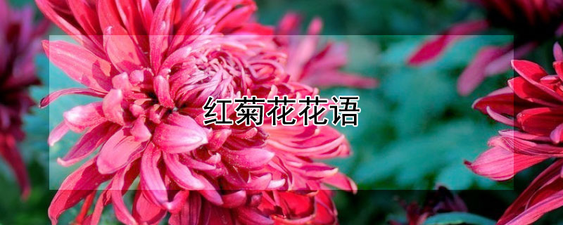 红菊花花语（红菊花花语代表什么意思）