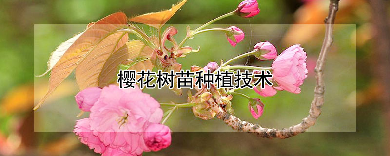 樱花树苗种植技术（樱花树树苗怎么种）