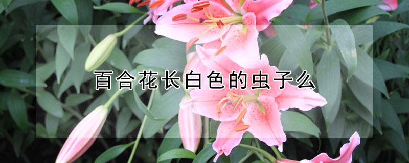 百合花长白色的虫子么 百合花叶子长白色虫用什么药