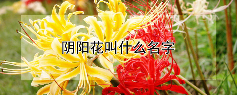 阴阳花叫什么名字（阴阳花又叫什么花）