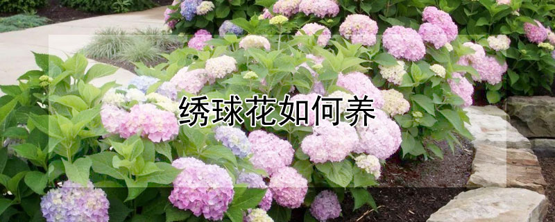 绣球花如何养（绣球花如何养殖）