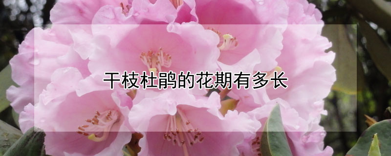 干枝杜鹃的花期有多长 杜鹃的花期是多长