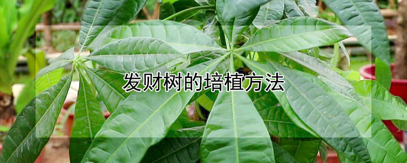 发财树的培植方法 发财树的培植方法图片