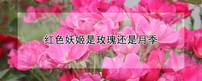 红色妖姬是玫瑰还是月季（月季红色妖姬开花多吗）