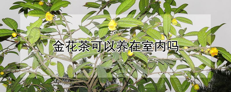 金花茶可以养在室内吗