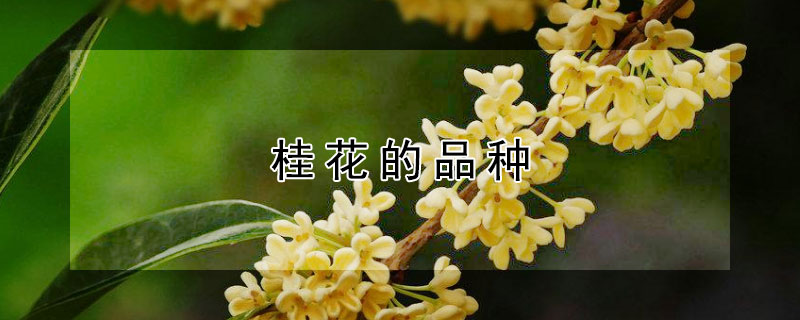 桂花的品种