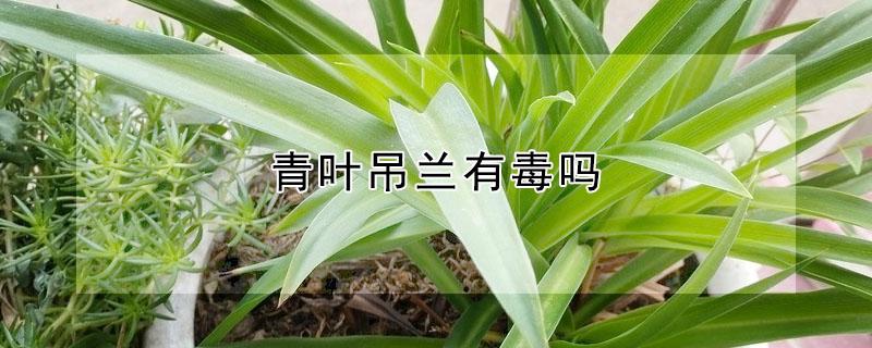 青叶吊兰有毒吗 吊兰叶子有毒