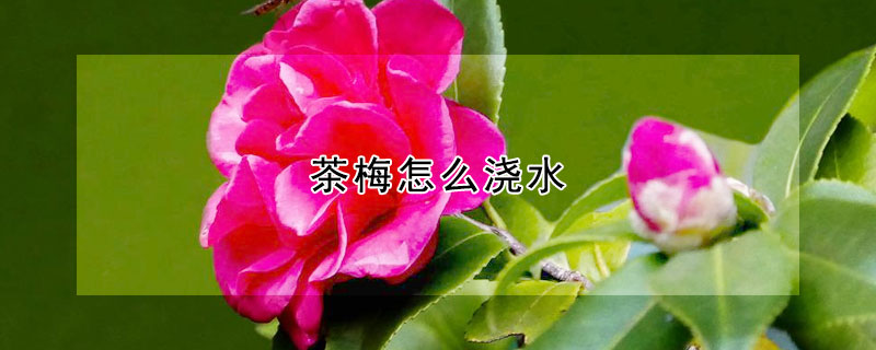 茶梅怎么浇水 茶梅花怎么浇水