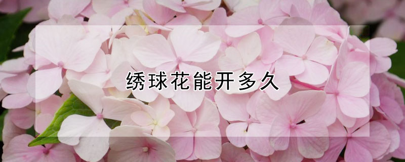 绣球花能开多久（绣球花能开多久?）