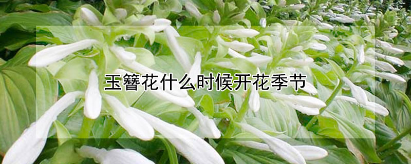 玉簪花什么时候开花季节（玉簪花的花期开多长时间）