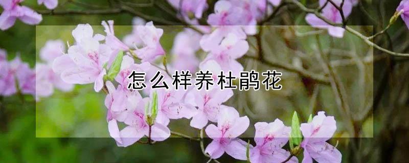 怎么样养杜鹃花