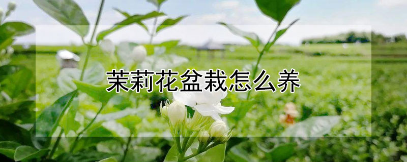 茉莉花盆栽怎么养（茉莉花盆栽怎么养才长得好）