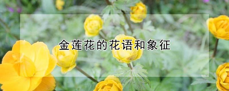 金莲花的花语和象征 金莲花象征着什么