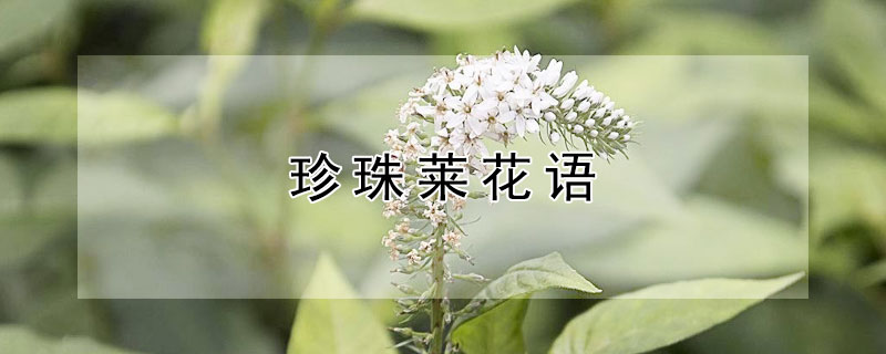 珍珠莱花语（珍珠李花花语）