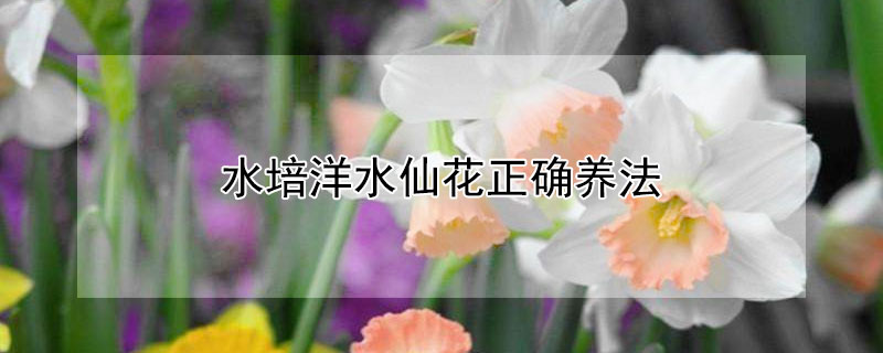 水培洋水仙花正确养法（水仙花水培步骤）