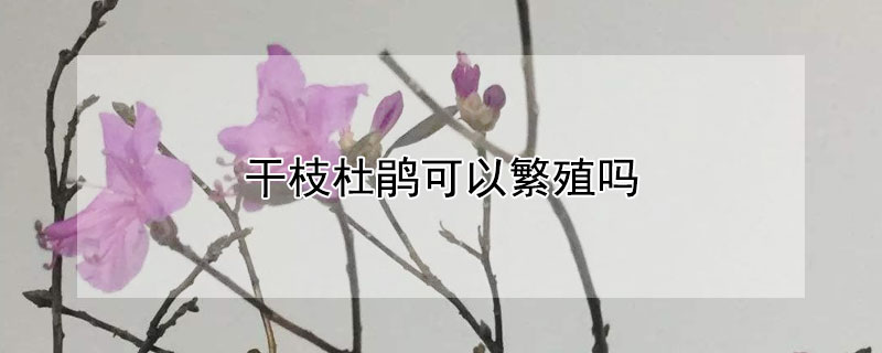 干枝杜鹃可以繁殖吗 杜鹃花能插枝养吗