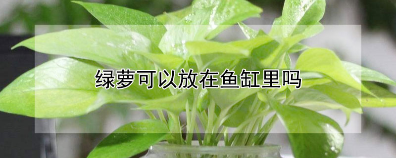 绿萝可以放在鱼缸里吗（绿萝能放鱼缸里么）