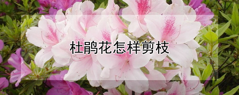 杜鹃花怎样剪枝（杜鹃花怎样剪枝条）